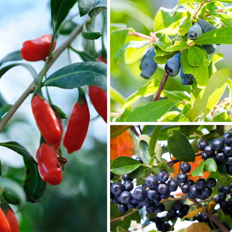 Bio-Obst "Wildfrucht", 3 Pflanzen