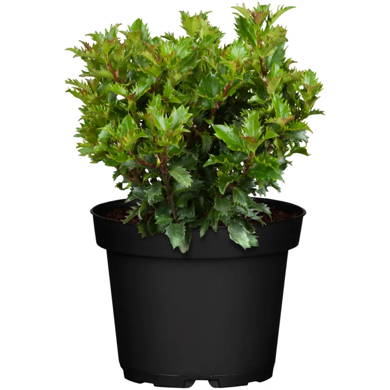 Stechpalme 'Little Rascal'