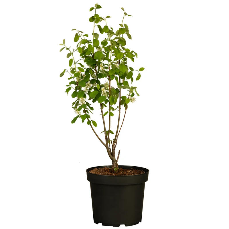 Bio Felsenbirne 'Smoky®'