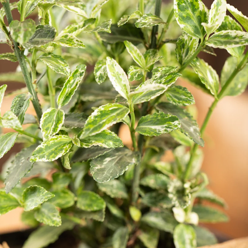 Spindelstrauch 'Harlequin'