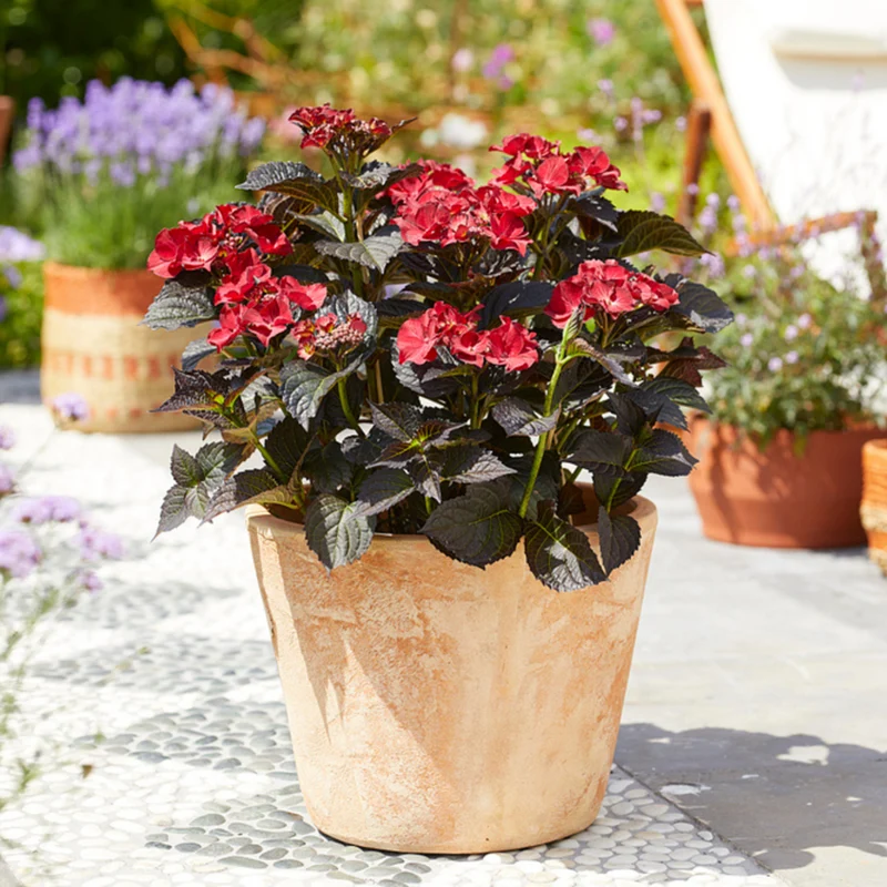 Bauernhortensie 'Black Diamonds After Midnight®'