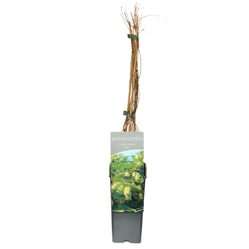 Echter Hopfen 'Pure'