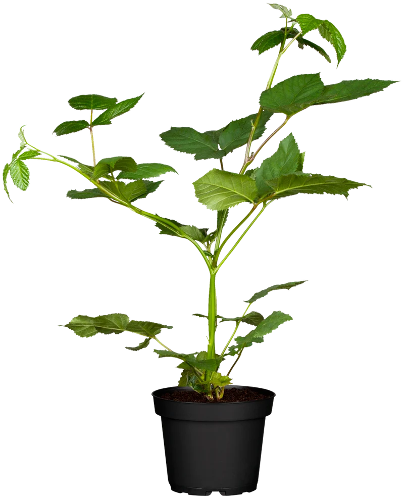 Bio Brombeere 'Black Satin'
