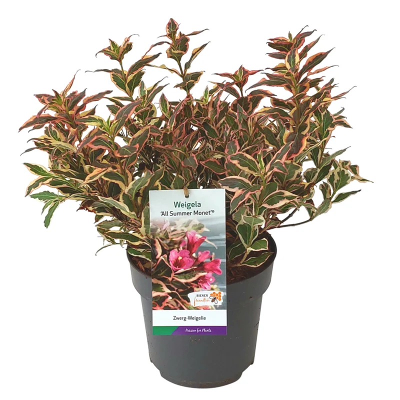 Weigelie 'All Summer Monet®'