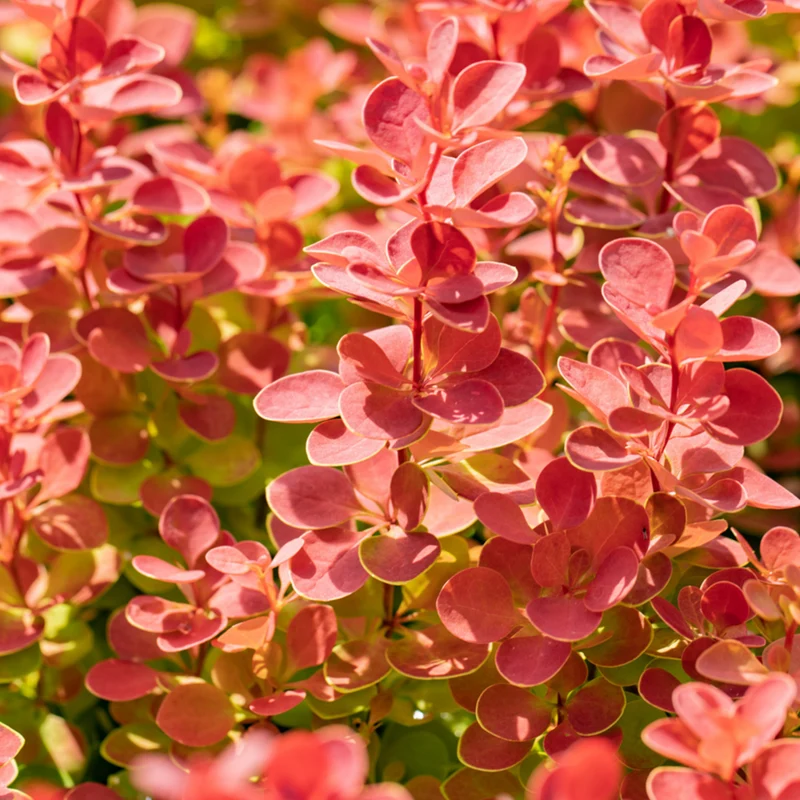 Berberitze 'Orange Ice'