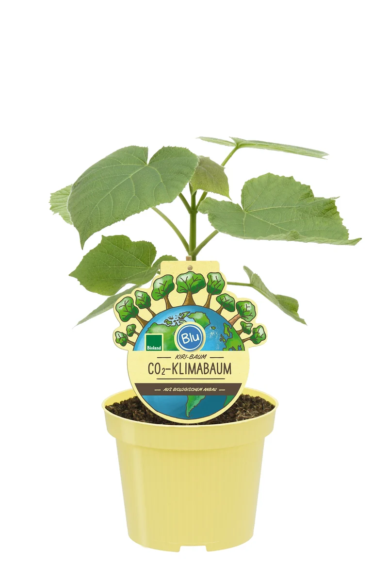 Bio-CO2-Klimabaum Kiri-Baum