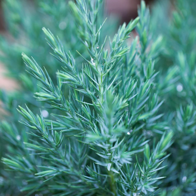Kegelwachholder 'Stricta'