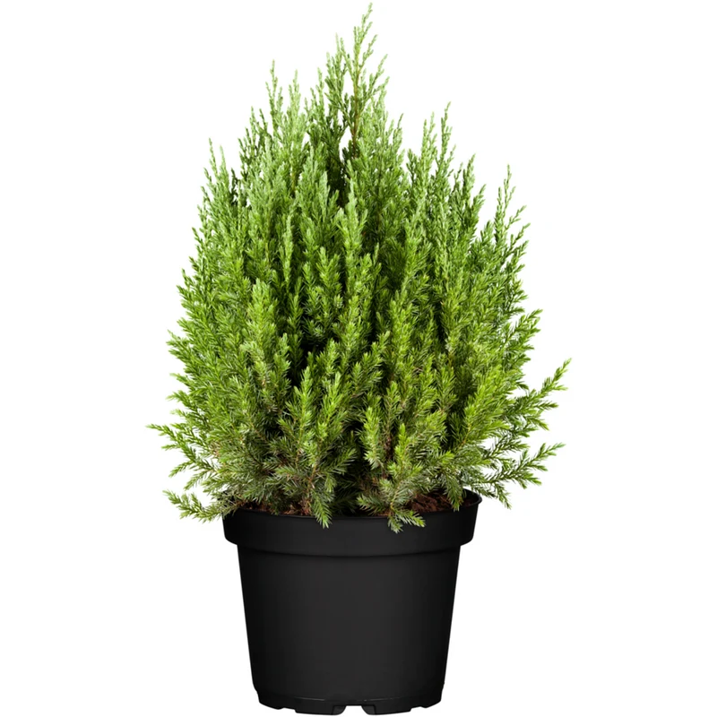 Kegelwachholder 'Stricta'