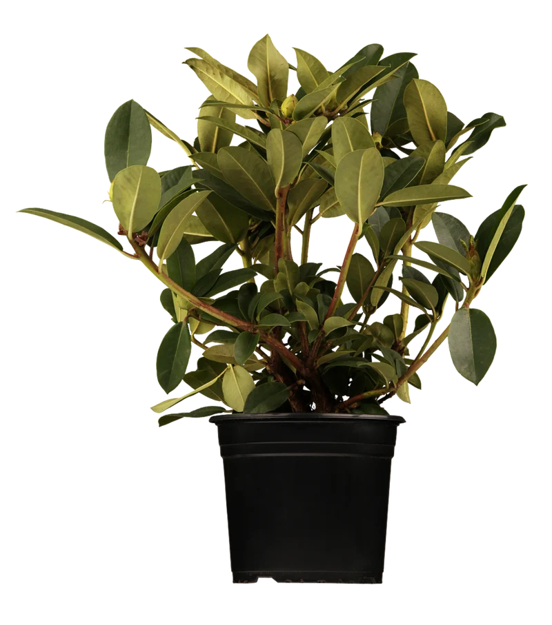 Rhododendron 'Sternzauber'