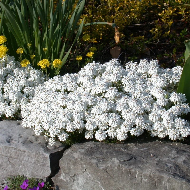 Schleifenblume