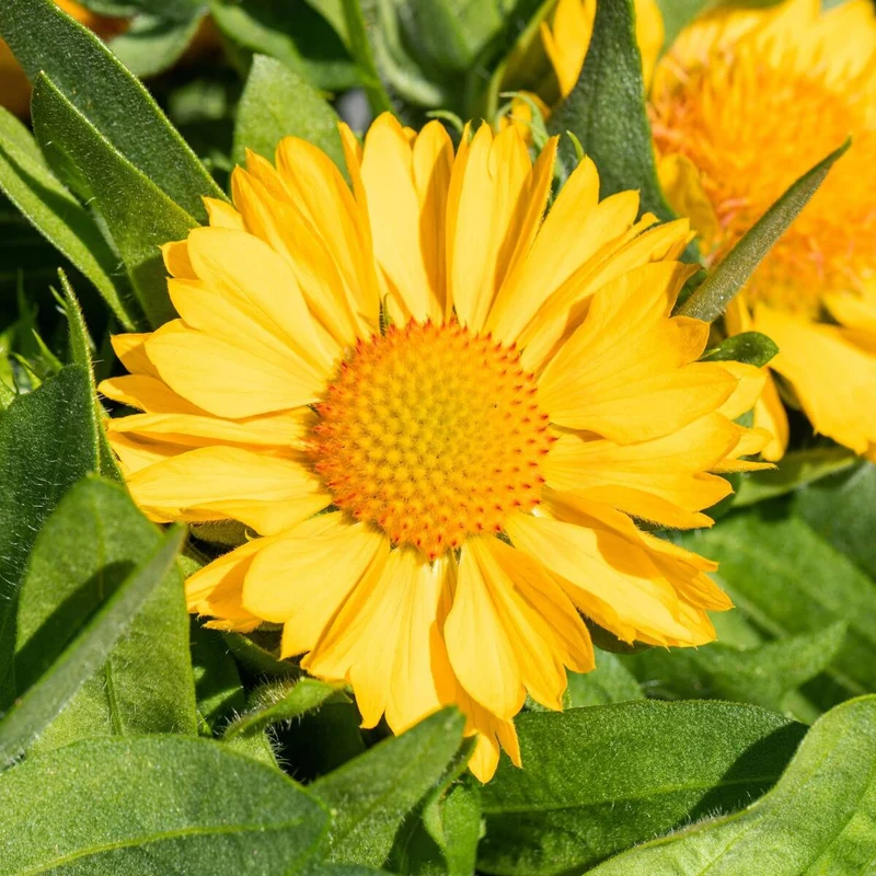 Kokardenblume
