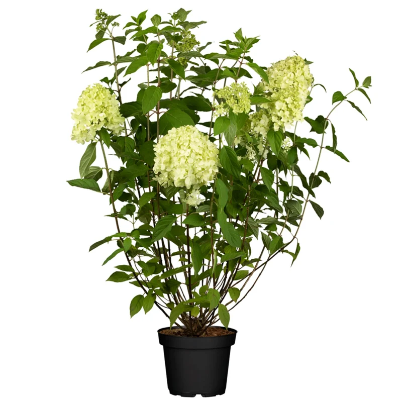 Rispenhortensie 'Limelight®'