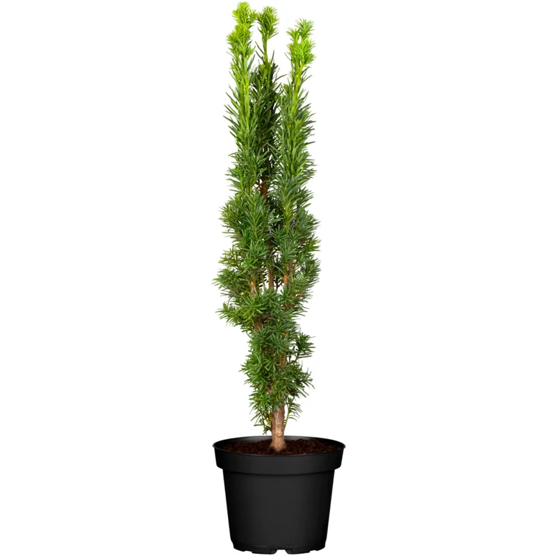 Schmale Säuleneibe Fastigiata Robusta