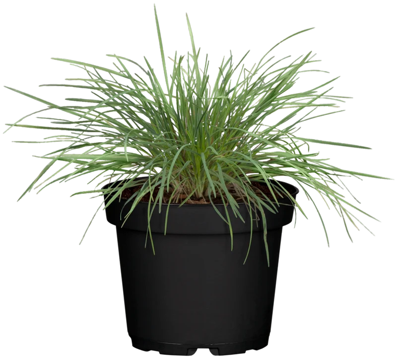 Blaugrünes Schillergras 'Coolio'