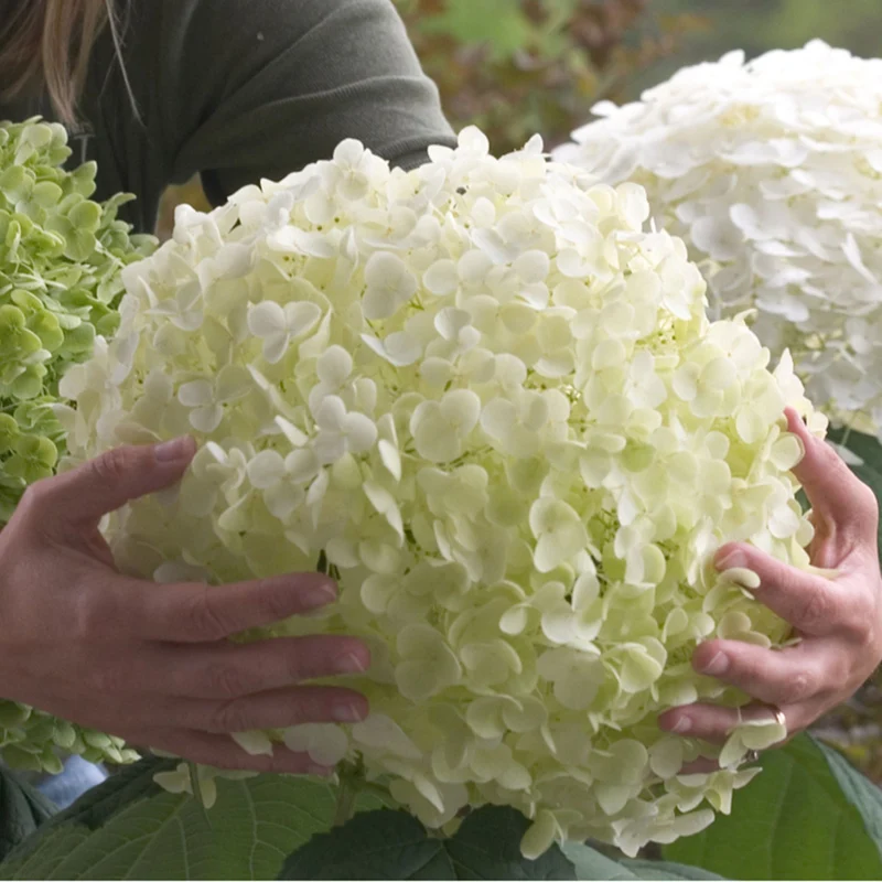 Schneeballhortensie 'Strong Annabelle®'