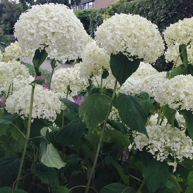 Schneeballhortensie 'Strong Annabelle®'