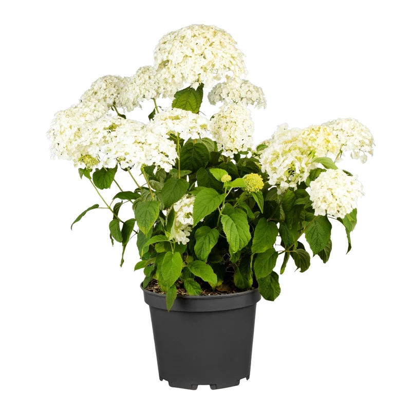 Schneeballhortensie 'Strong Annabelle®'