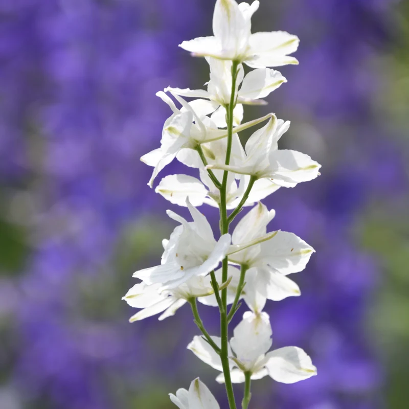 Rittersporn 'Casa Blanca'
