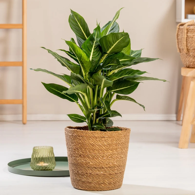 Dieffenbachie 'Green Magic'