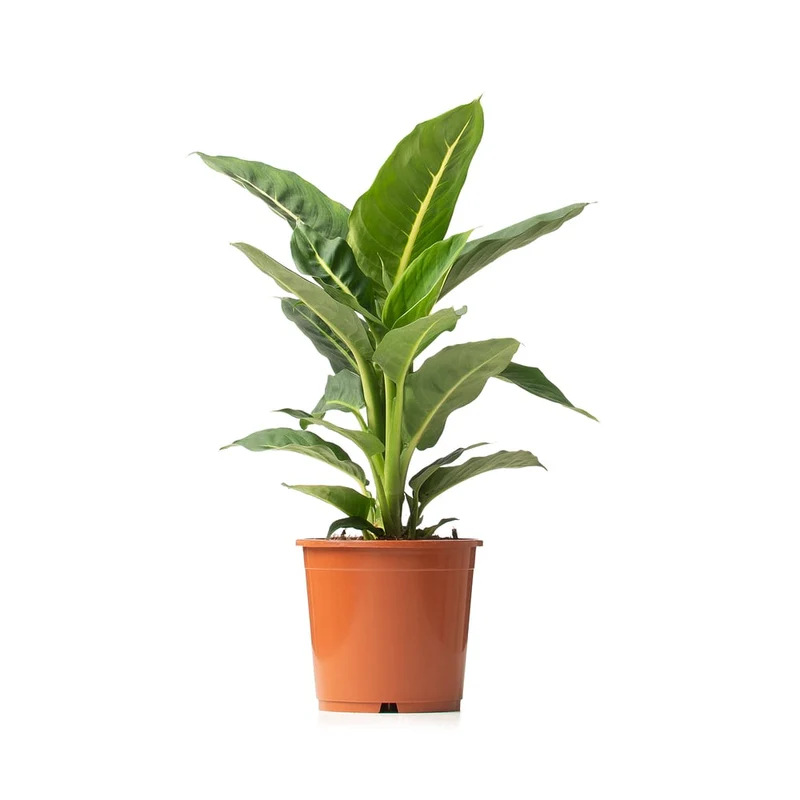 Dieffenbachie 'Green Magic'