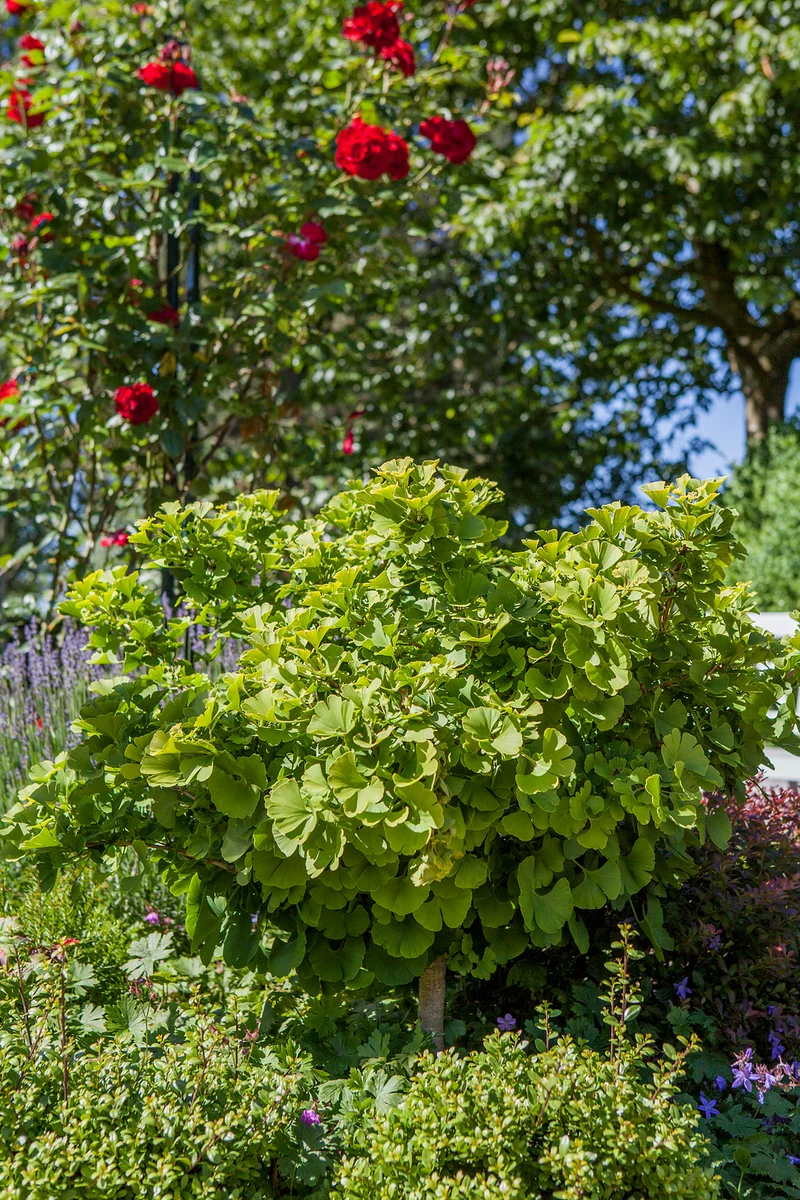 Fächerblattbaum 'Mariken'