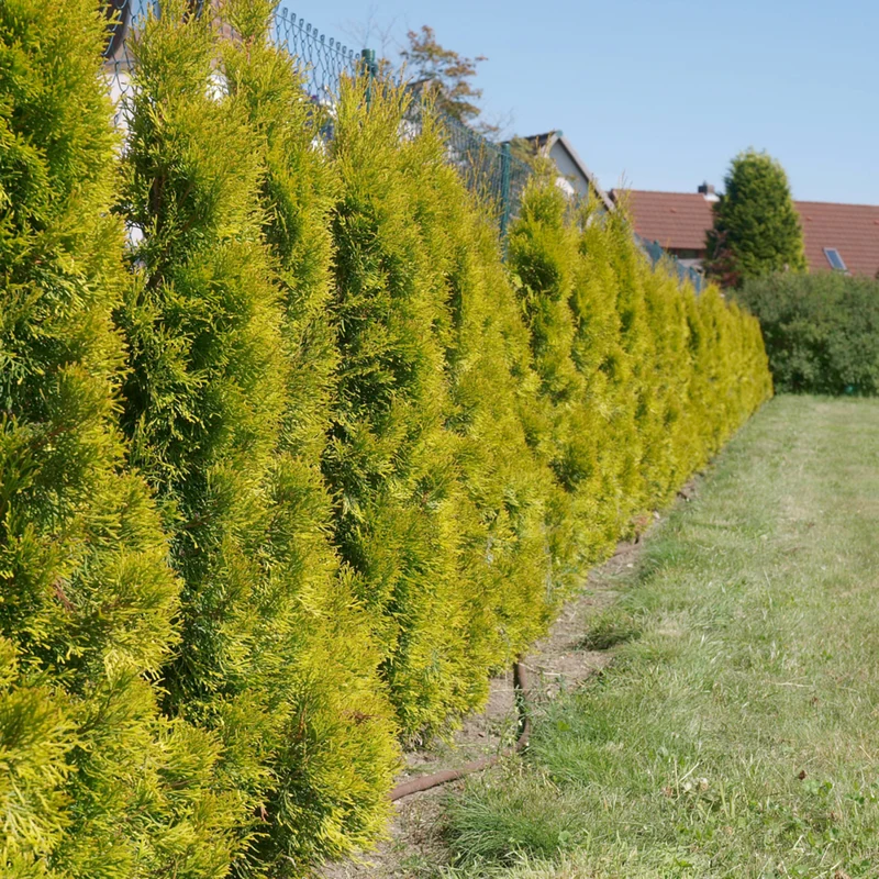 Lebensbaum 'Golden Smaragd®'