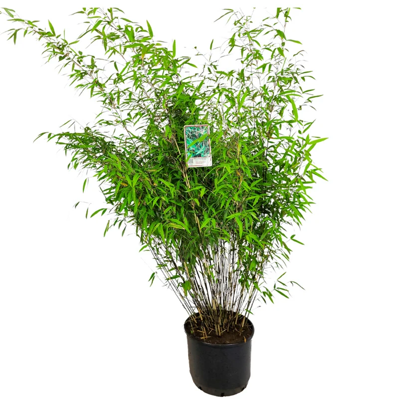 Gartenbambus 'Black Pearl'