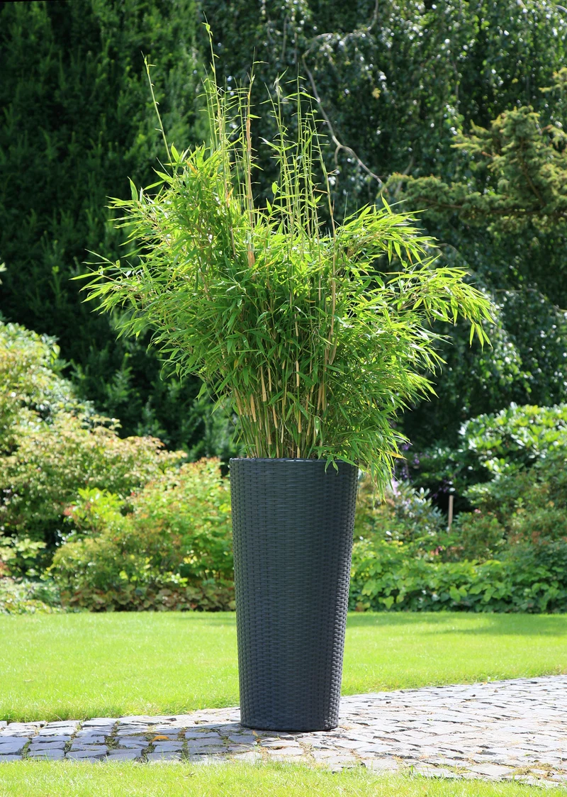 Gartenbambus 'Jumbo'