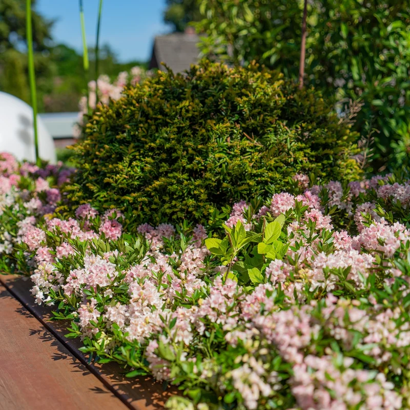 Buchsbaum-Ersatz 'Bloombux®' Busch