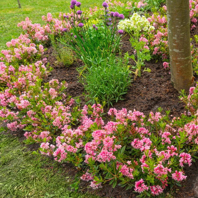 Buchsbaum-Ersatz 'Bloombux®' Busch