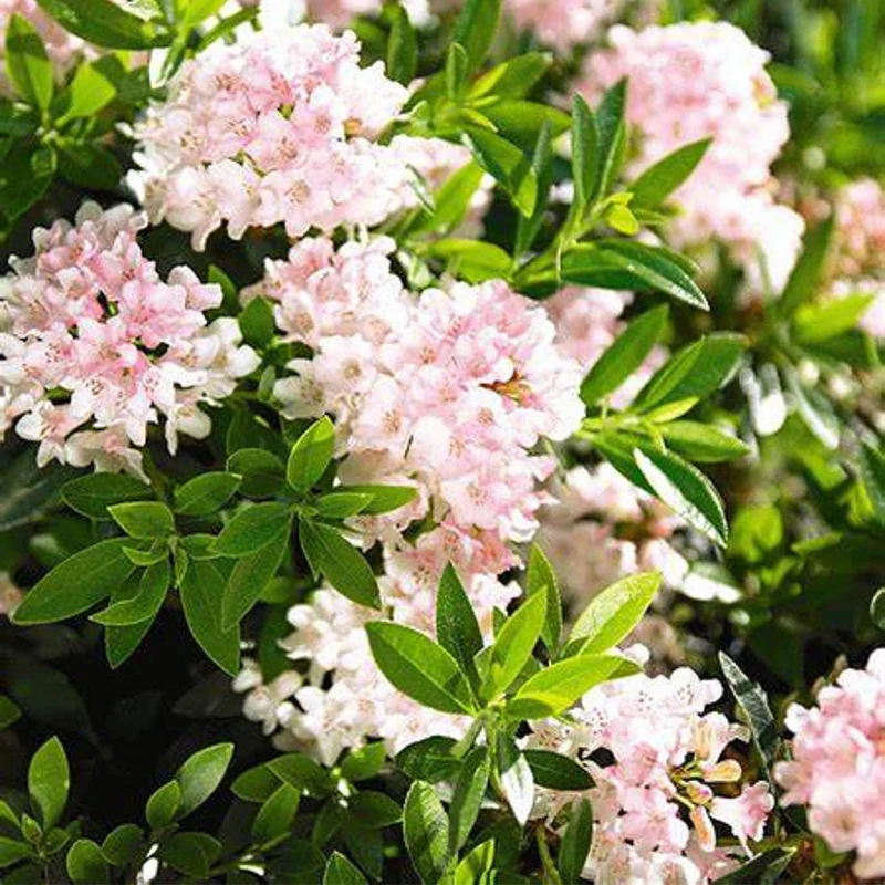 Buchsbaum-Ersatz 'Bloombux®' Busch