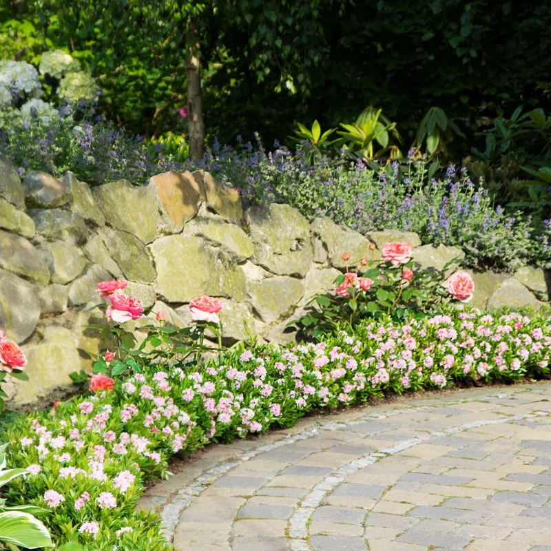 Buchsbaum-Ersatz 'Bloombux®' Busch
