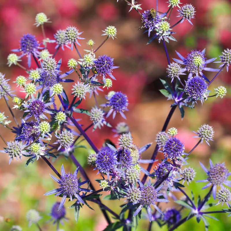 Edeldistel 'Blue Hobbit'