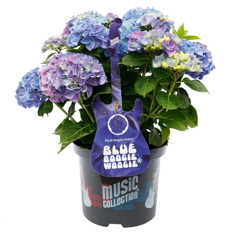 Bauernhortensie 'Music Collection Blue Boogiewoogie®'