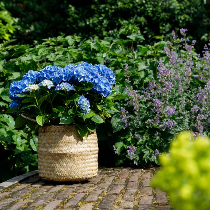 Bauernhortensie 'Music Collection Blue Boogiewoogie®'