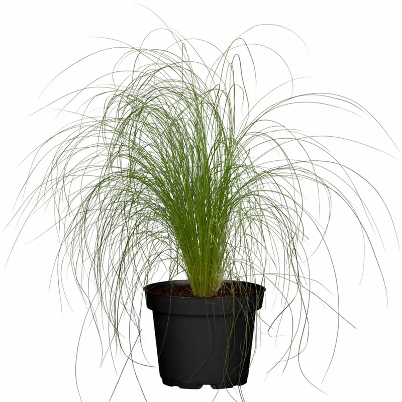 Zartes Federgras 'Pony Tails'