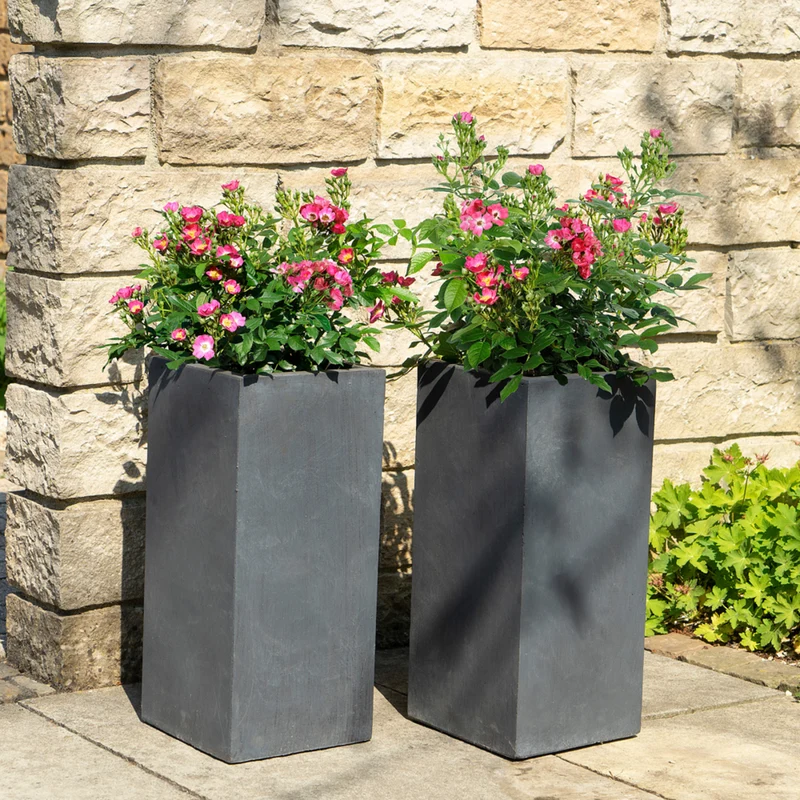 Zwergrose Rosy Boom® 'Mini'