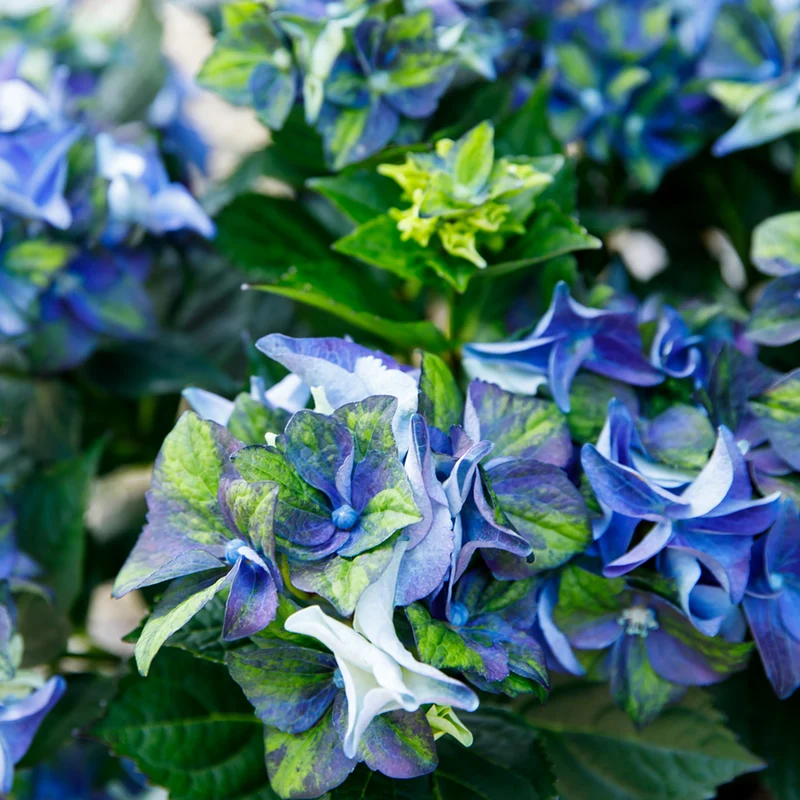 Bauernhortensie Royalty Collection® 'Lady Mata Hari'