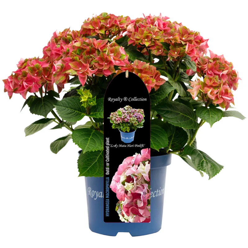 Bauernhortensie Royalty Collection® 'Lady Mata Hari'