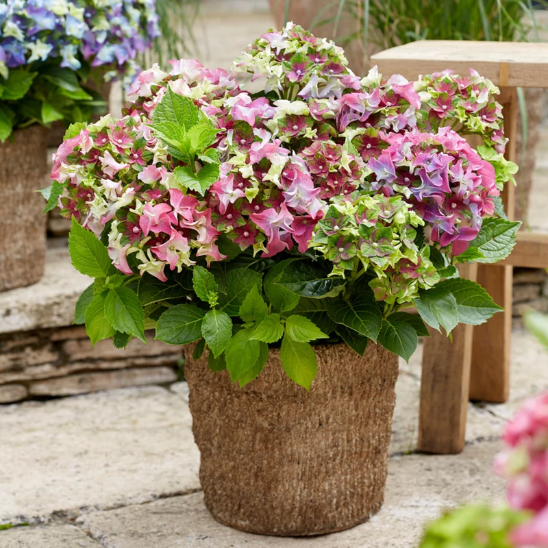 Bauernhortensie Royalty Collection® 'Lady Mata Hari'