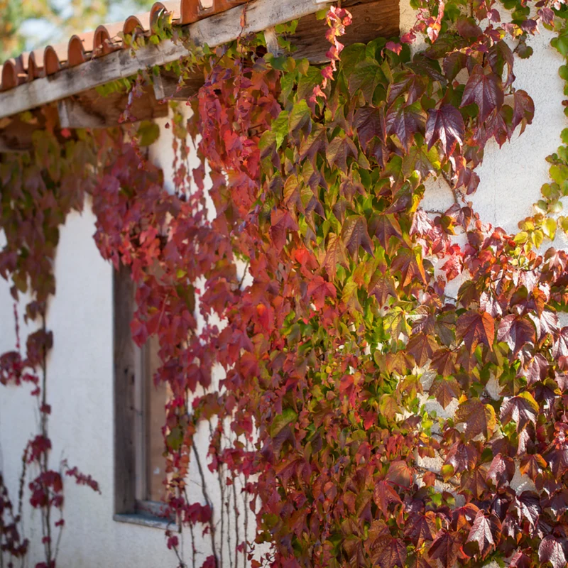 Wilder Wein