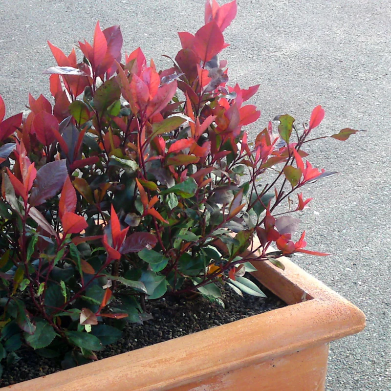 Glanzmispel 'Little Red Robin'