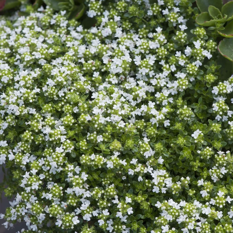 Weißer Sand-Thymian 'Albus'