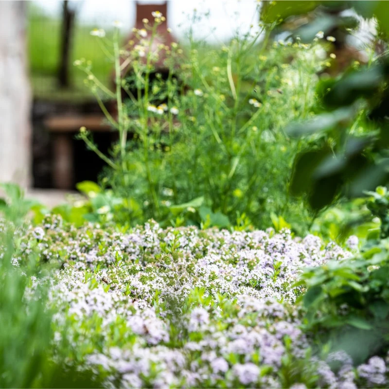 Weißer Sand-Thymian 'Albus'