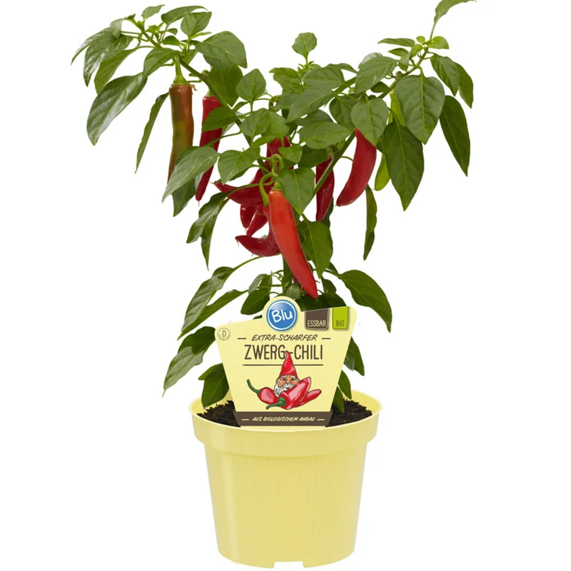 Bio Zwerg-Chili