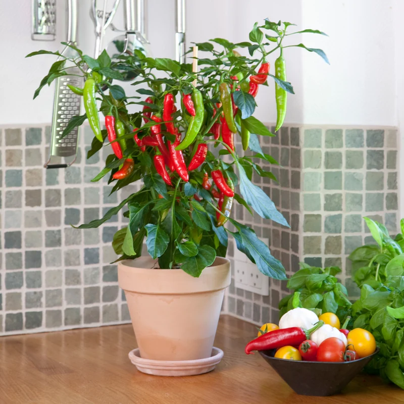 Bio Zwerg-Chili