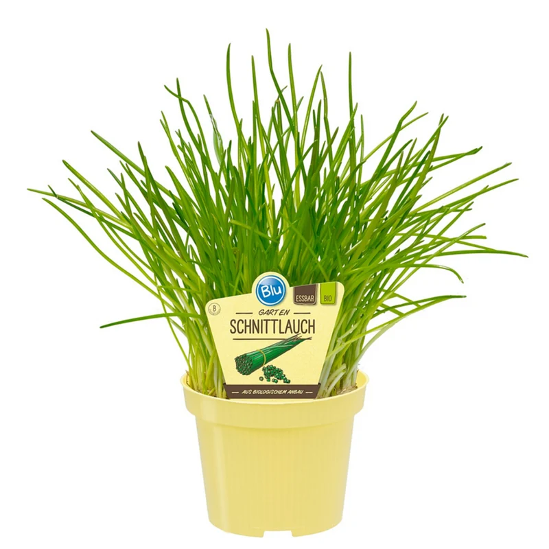 Bio Gartenschnittlauch