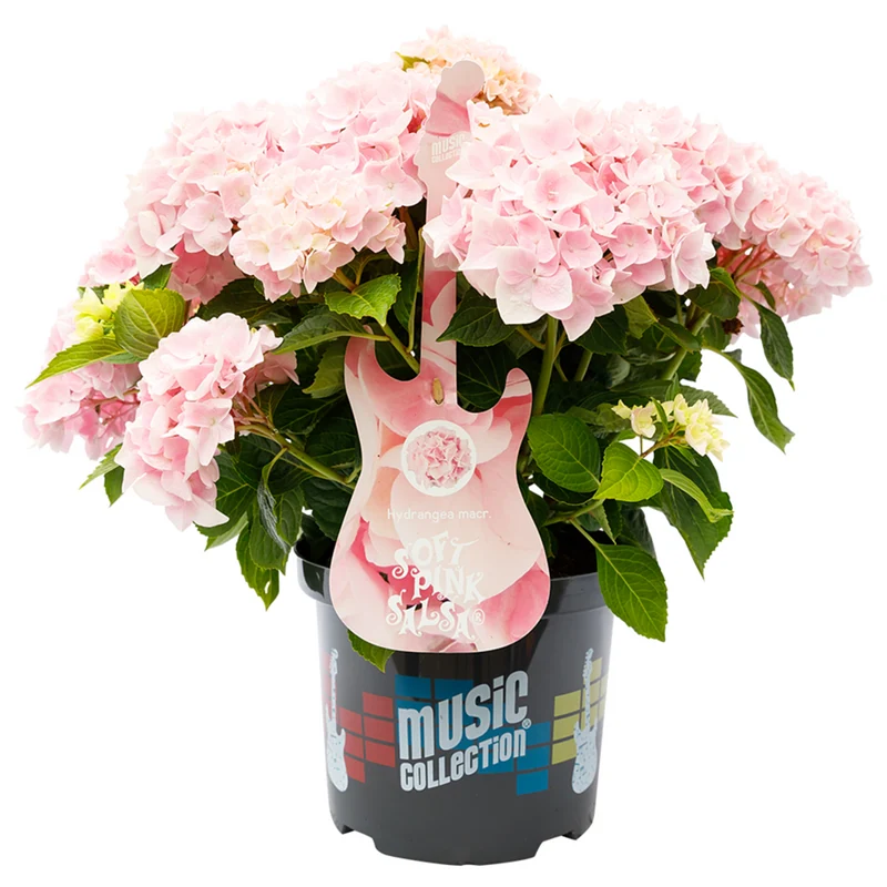 Bauernhortensie 'Music Collection Soft Pink Salsa®'
