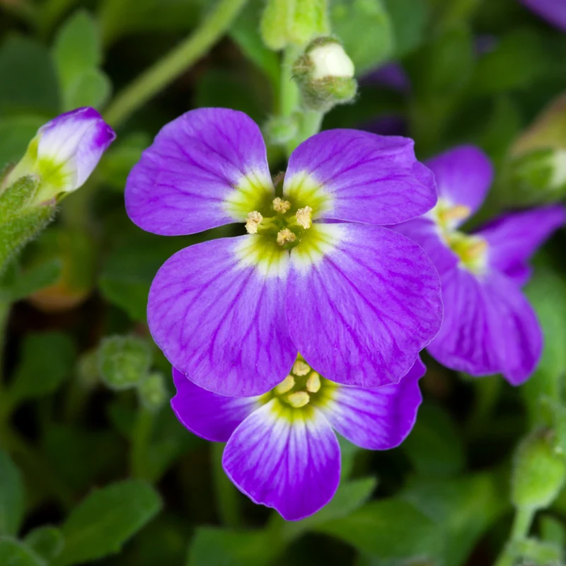 Blaukissen