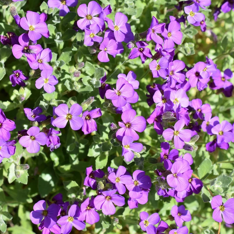 Blaukissen